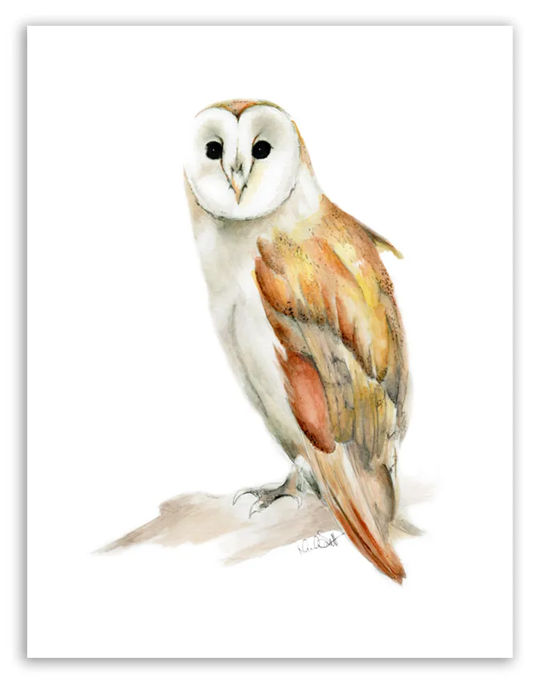 Barn Owl Print