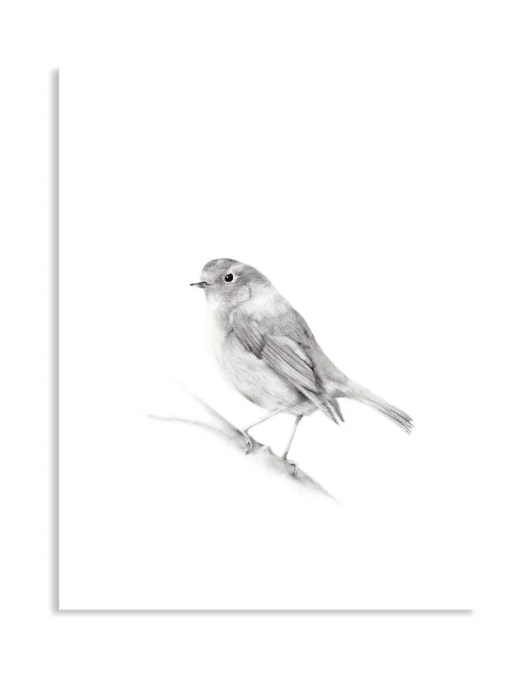 Bird (Robin) Pencil Drawing Print