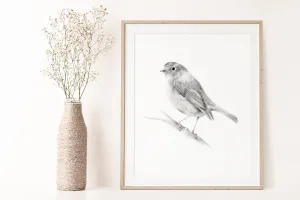 Bird (Robin) Pencil Drawing Print