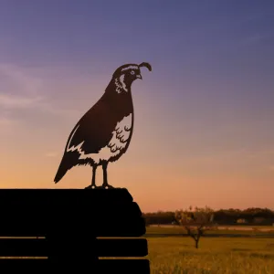 California Quail