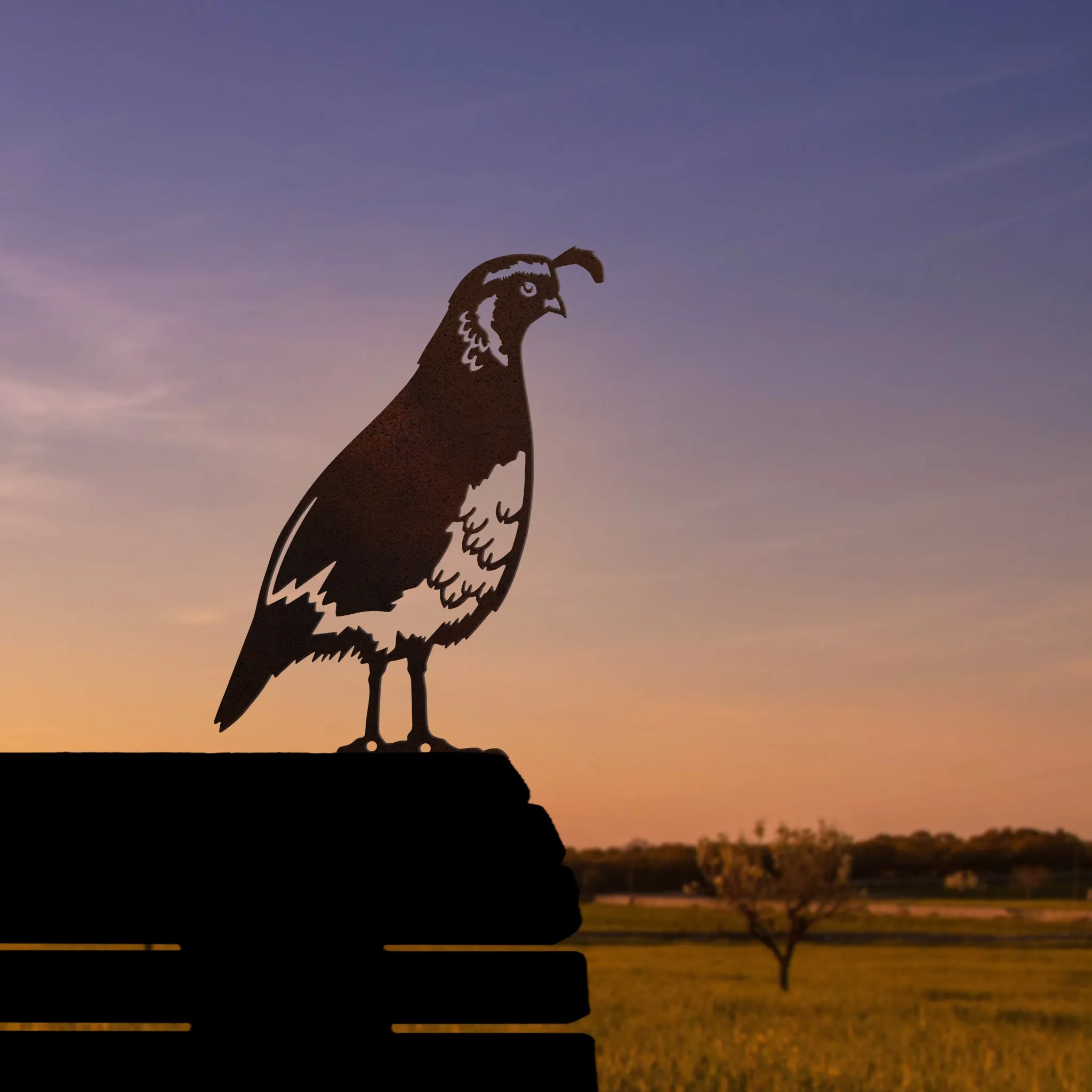 California Quail