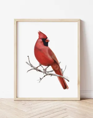 Cardinal Bird Art Print