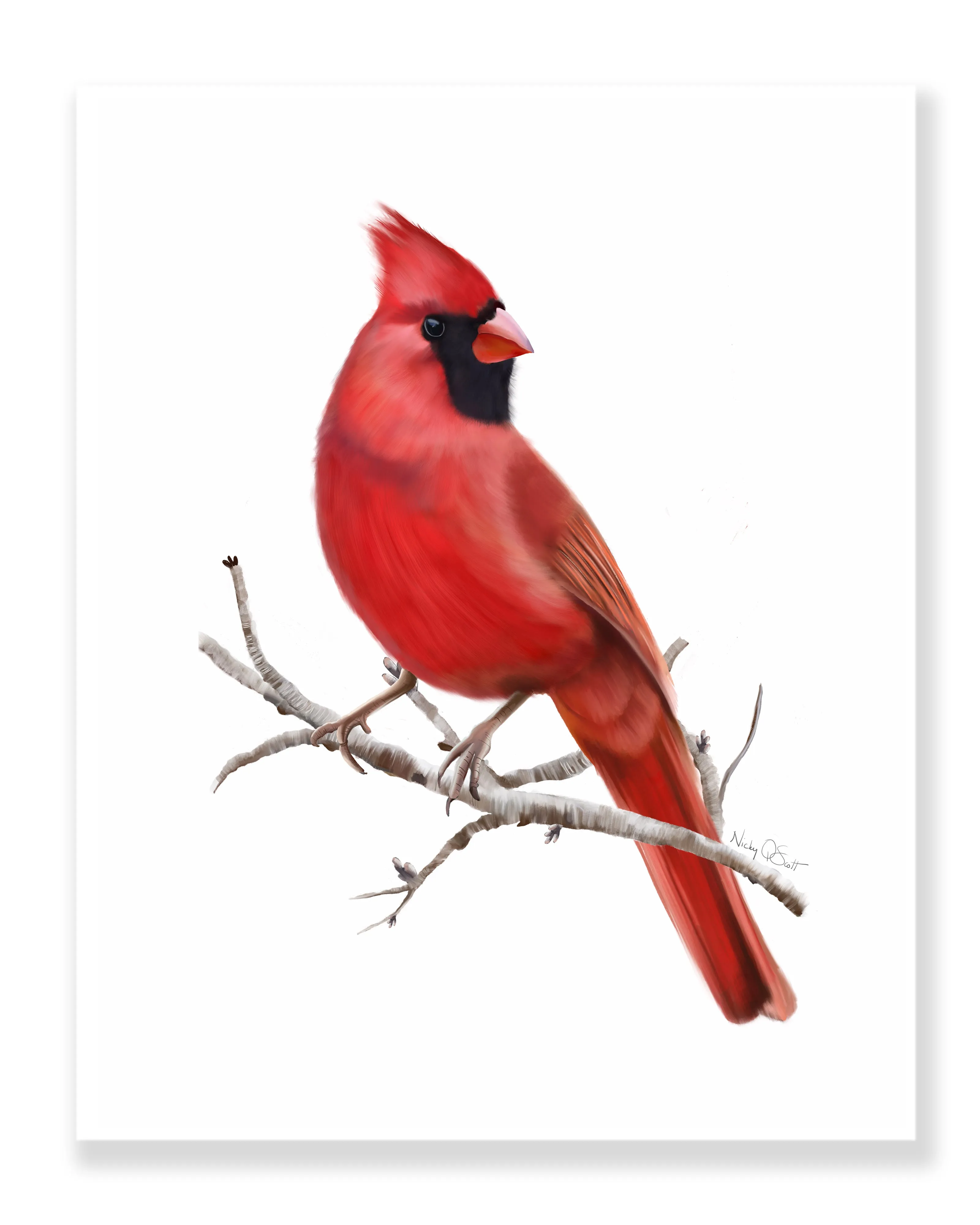 Cardinal Bird Art Print