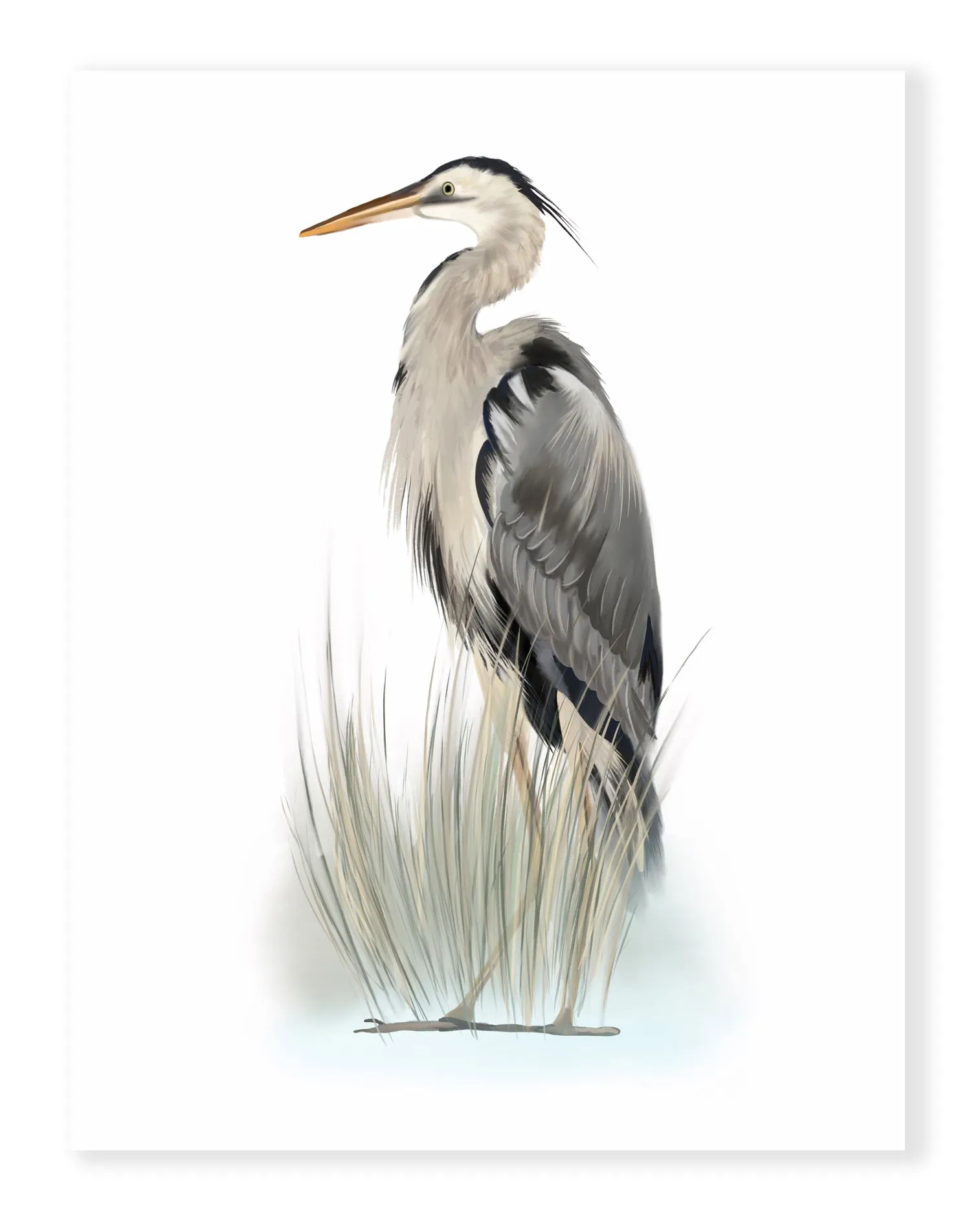 Great Blue Heron Bird in Grasses 2 - Print