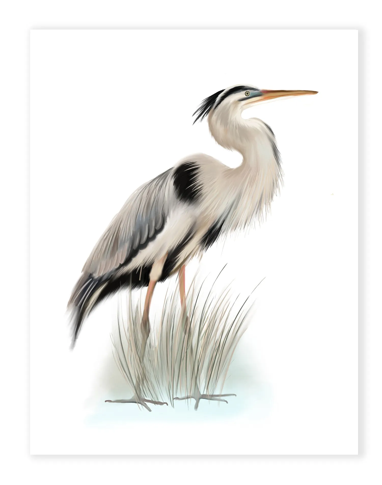 Great Blue Heron Bird Print 1