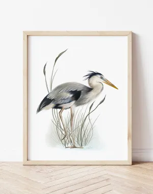 Great Blue Heron in Grasses 4 Print