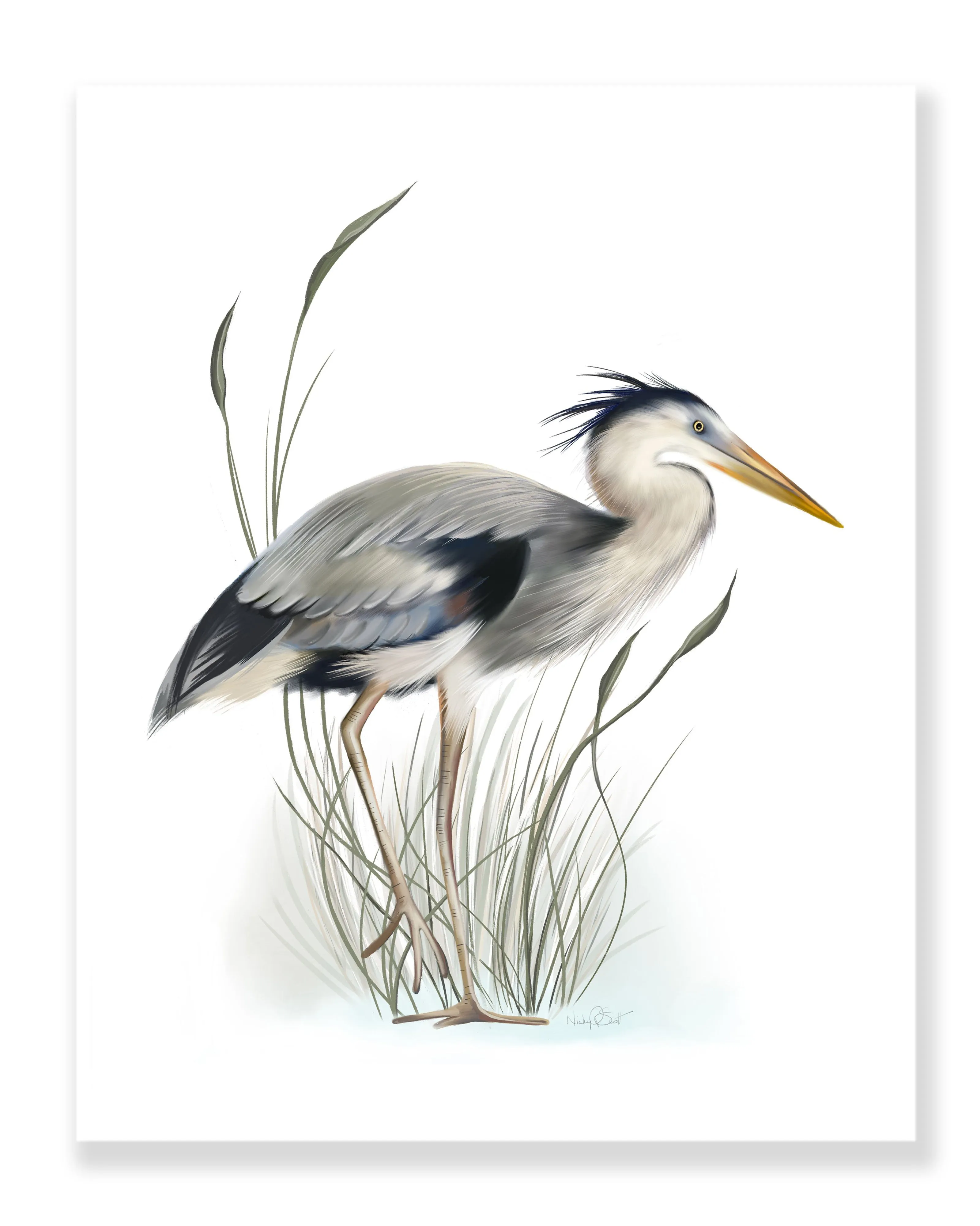 Great Blue Heron in Grasses 4 Print