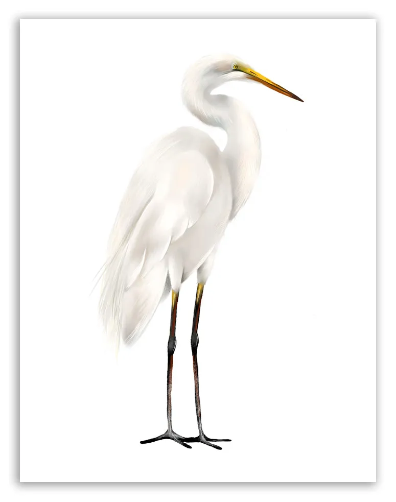 Great Egret Bird Art Print