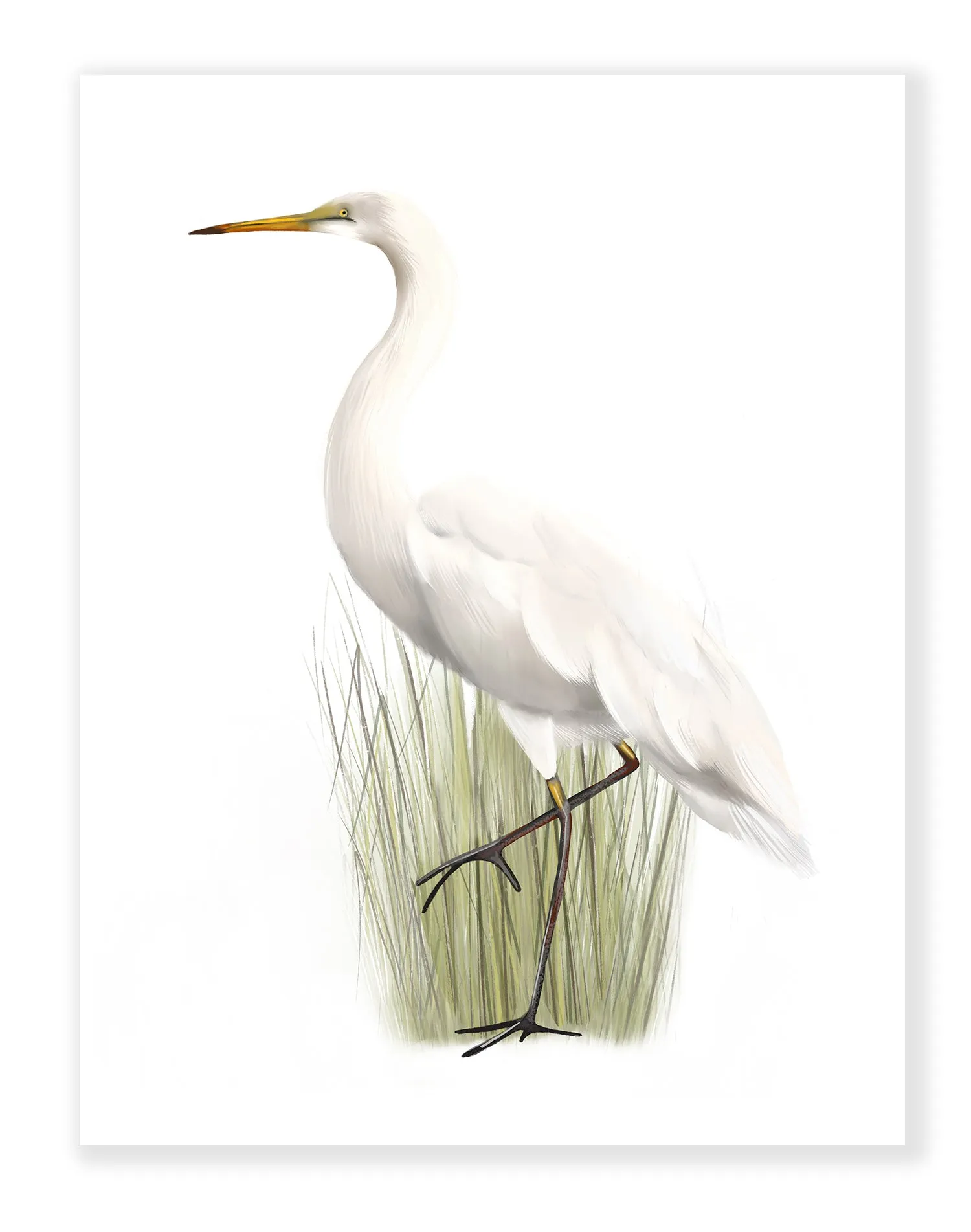 Great Egret Bird Art Prints - Set of 2