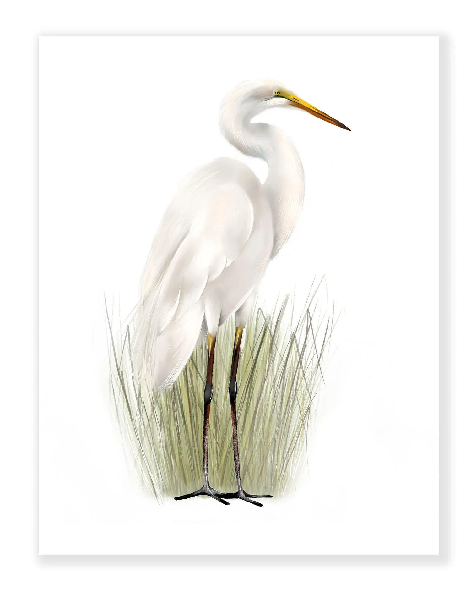 Great Egret Bird Art Prints - Set of 2