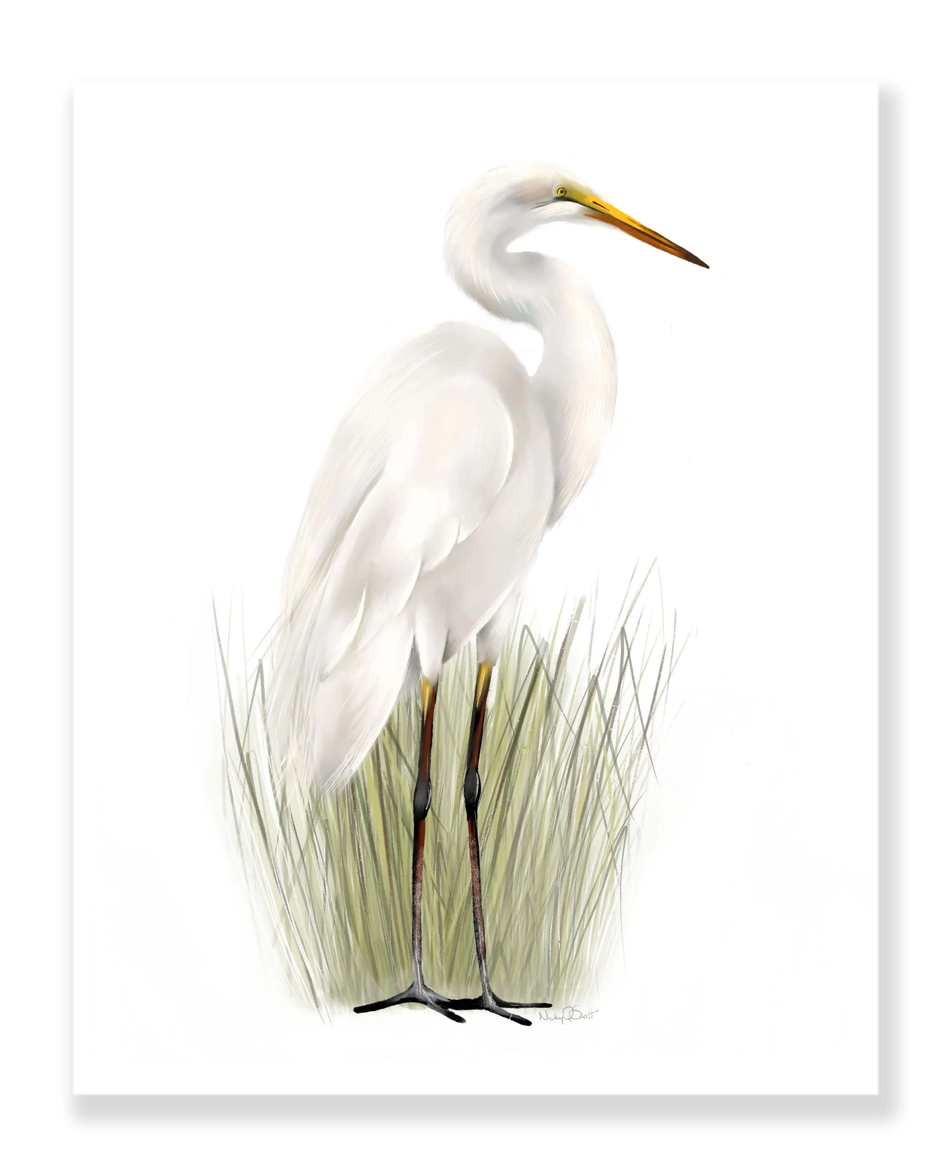 Great Egret in Grasses Bird Art Print 2