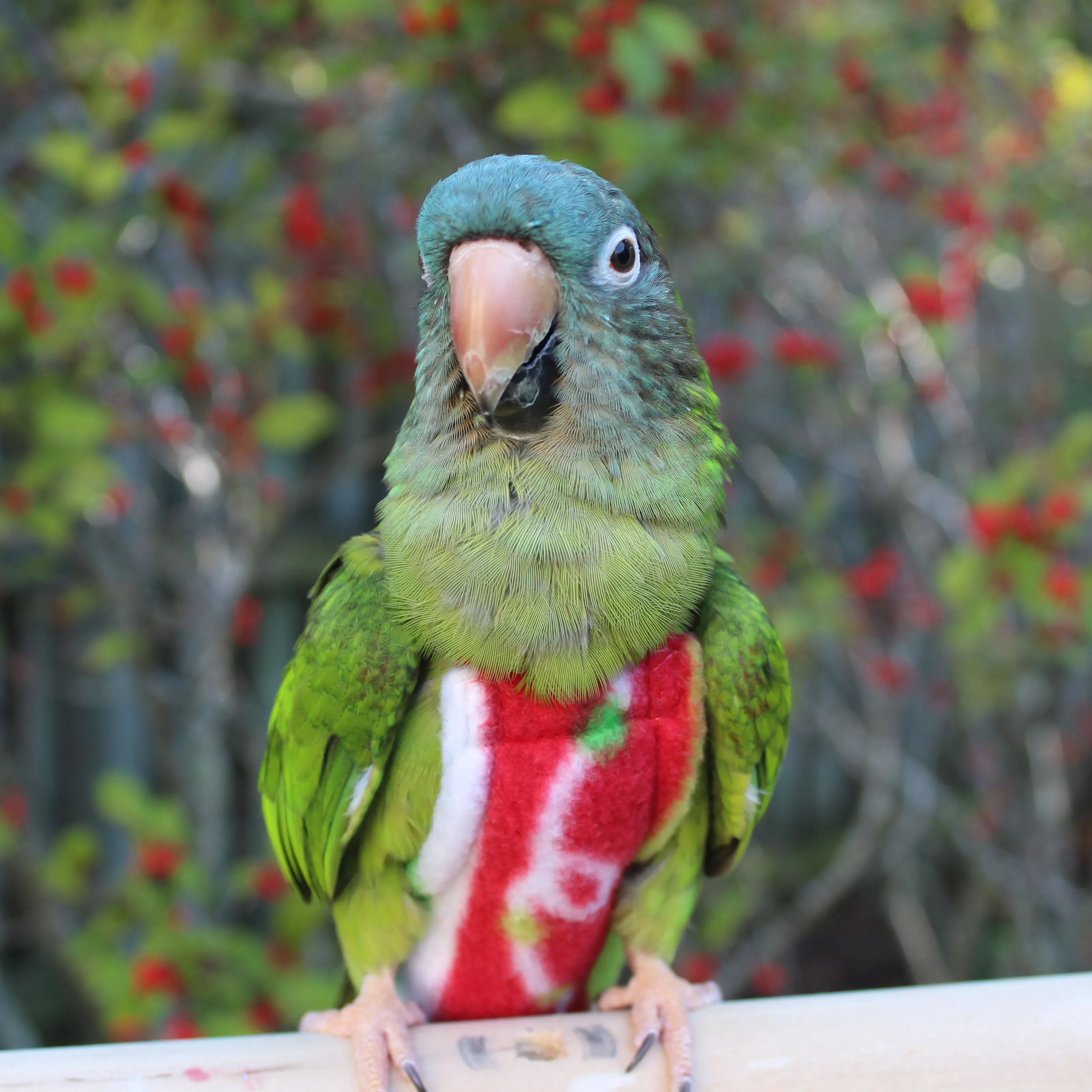 Holly Jolly Fleece FeatherWear FlightSuit™