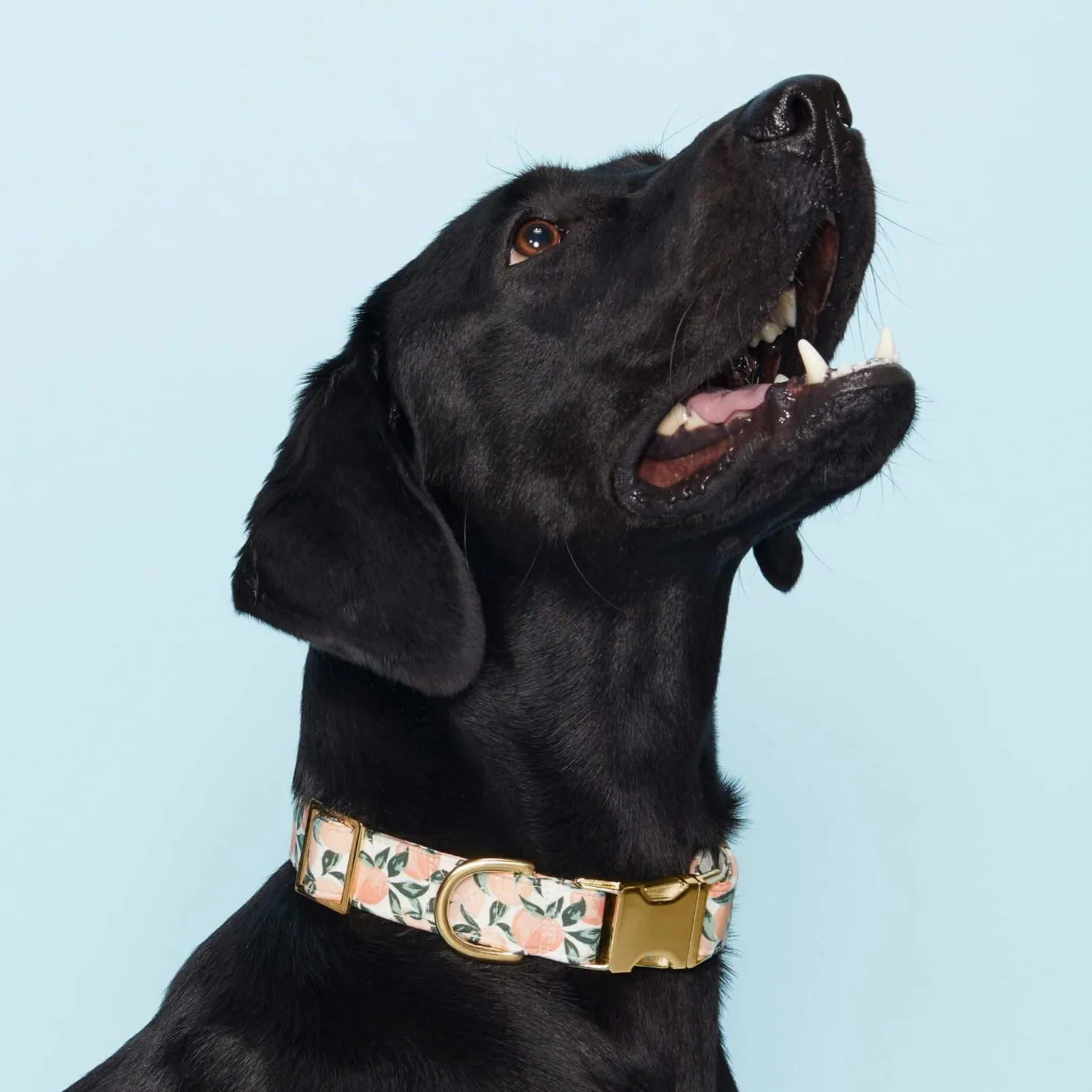 Peaches and Cream Collar Walk Set