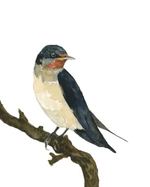 "Barn Swallow" Bird Art Print