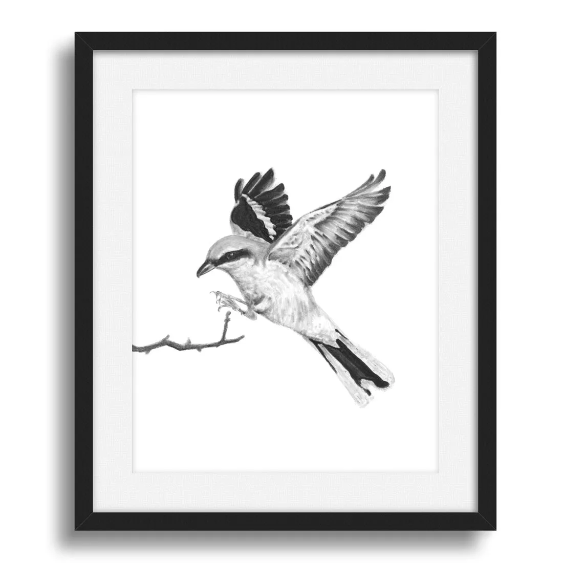 "Great Grey Shrike" Charcoal Bird Art Print