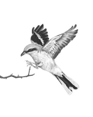"Great Grey Shrike" Charcoal Bird Art Print