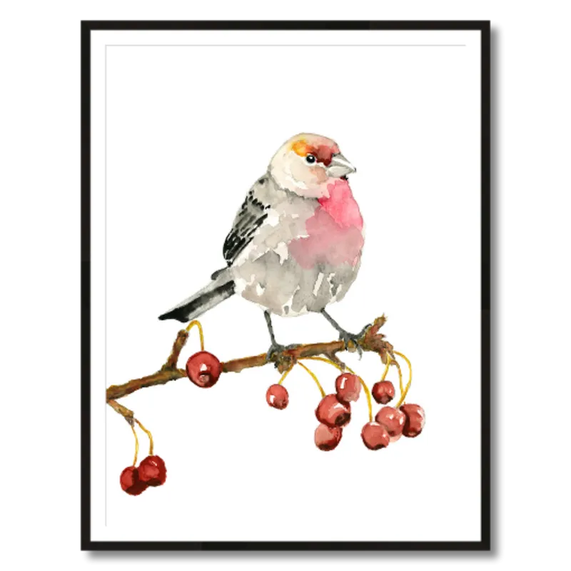 "House Finch" Bird Art Print