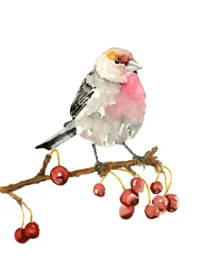 "House Finch" Bird Art Print