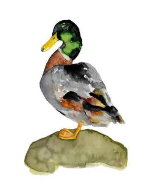 "Mallard Duck" Art Print