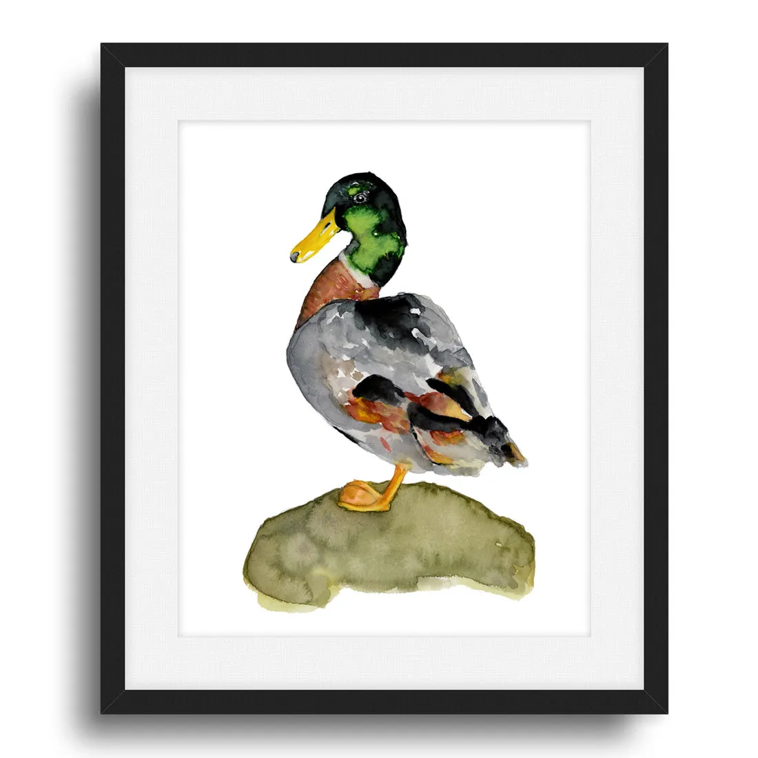 "Mallard Duck" Art Print