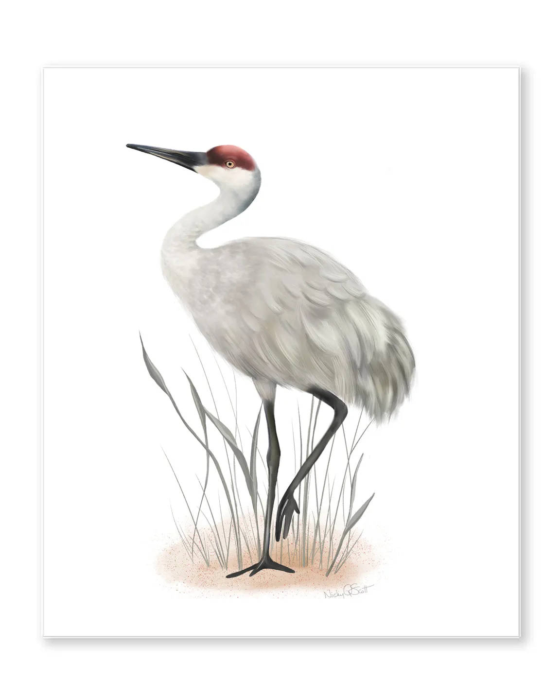 Sandhill Crane Bird Print #2
